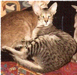 image009.gif