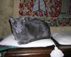 image005